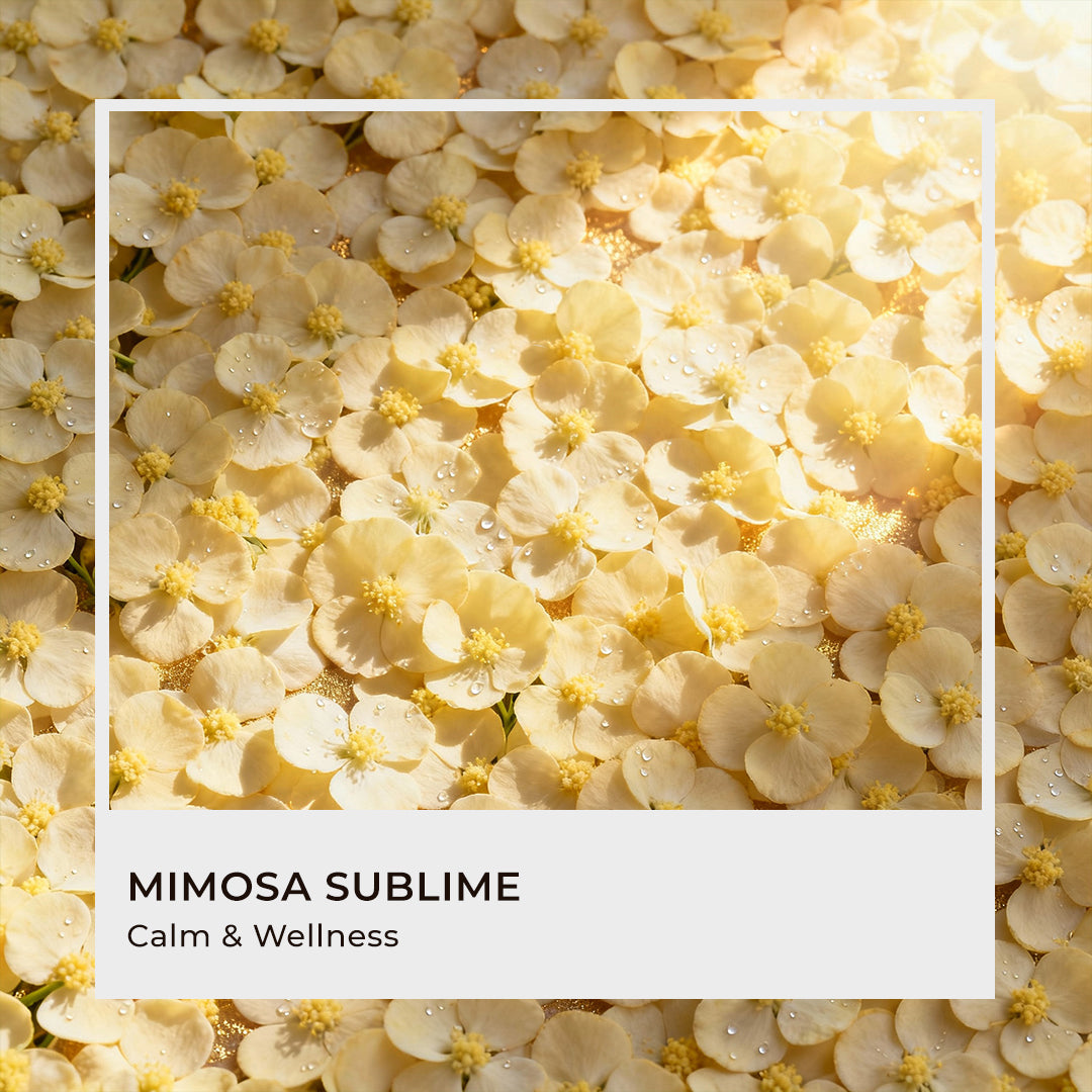 Mimosa Sublime