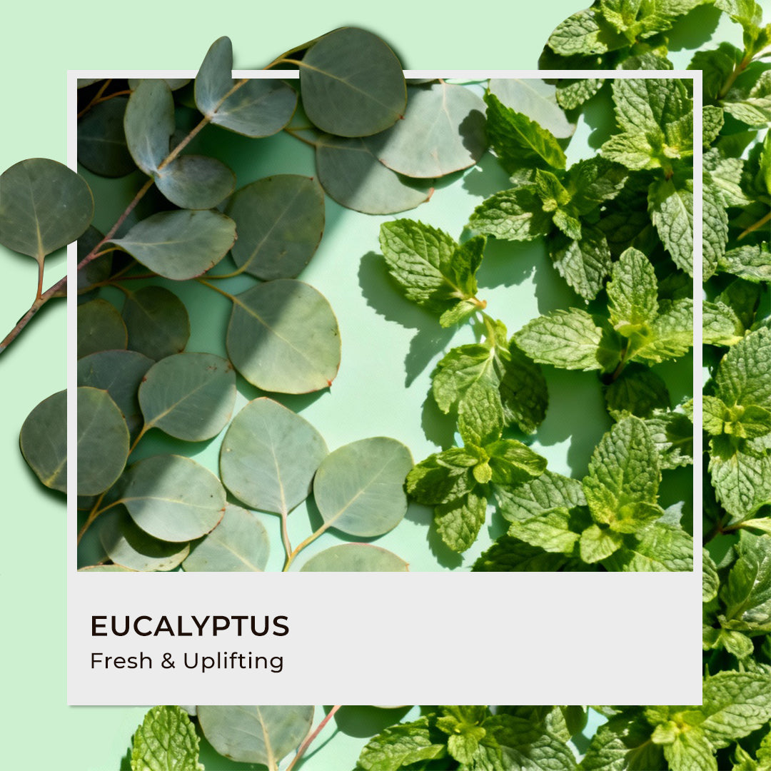 Eucalyptus